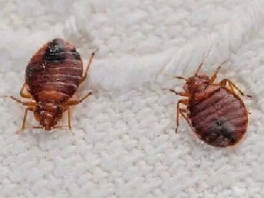 里水杀虫灭鼠公司杀死臭虫最有效的办法你知道吗？