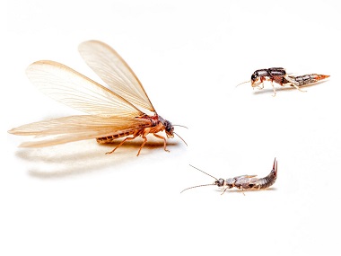 和顺白蚁验收中心疫情防控期，白蚁纷飞怎么办