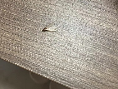 罗村验收白蚁机构防止分飞期白蚁进入室内的方法