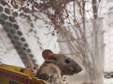 丹灶病媒生物防控公司老鼠对人的危害有哪些