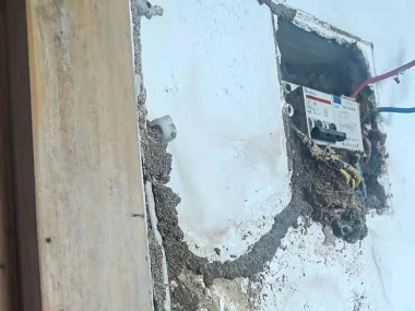 桂城蚁害防治公司白蚁为什么会长出翅膀