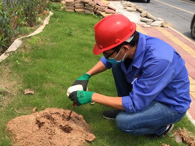 大沥灭除红火蚁中心户外常见的“红火蚁”，教你1分钟识别防控